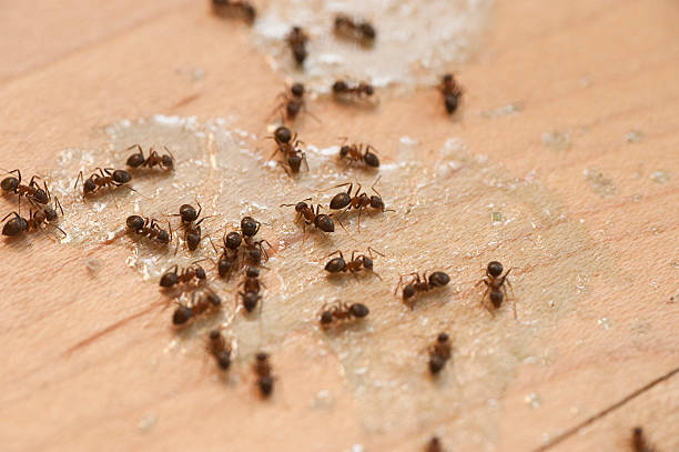 Trusted Arnold Line, MS Pest Control Experts
