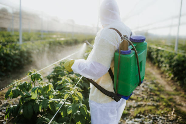 Best Wasp Removal Services  in Arnold Line, MS